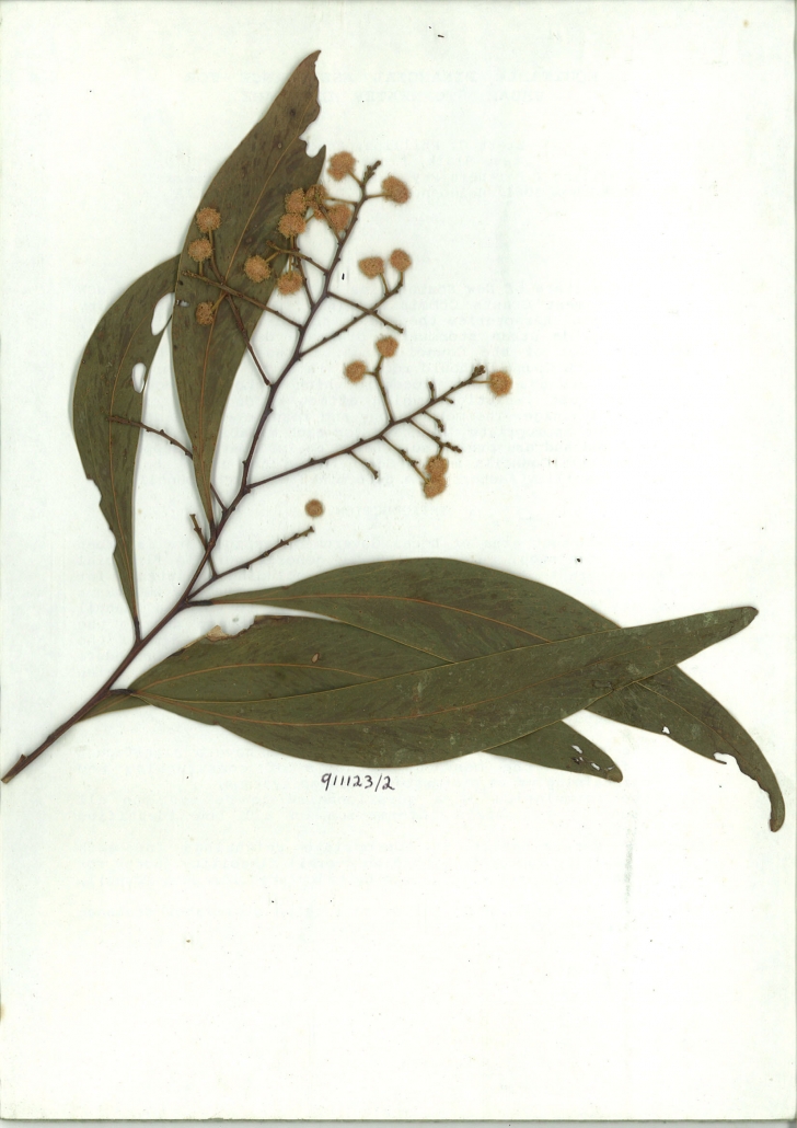 Acacia falciformis scanned herbarium specimen