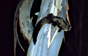 Yellow Bellied Glider on a tree