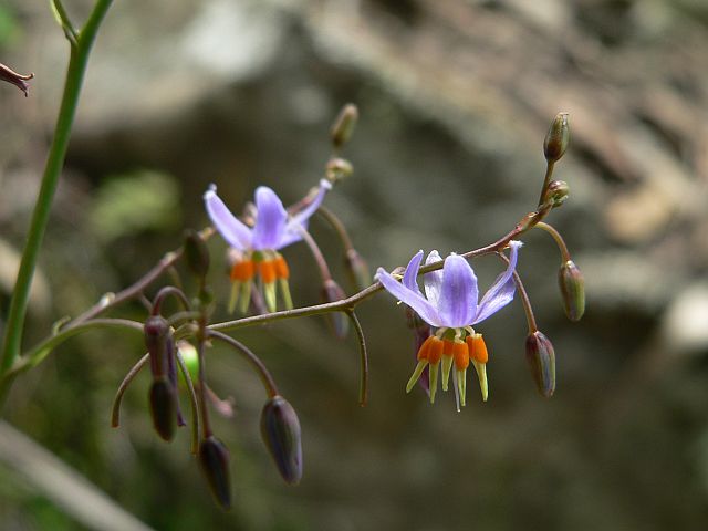 Image courtesy of Plant Database Dianella lognifolia