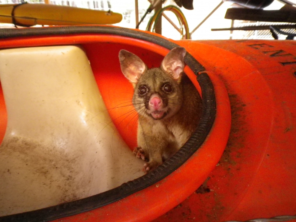 Possum in a stored kayak