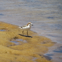 Red Capped Plover