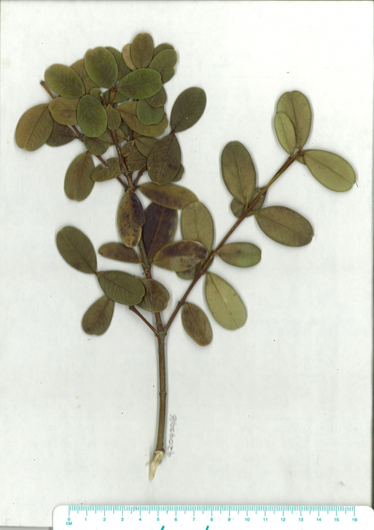 Scanned Herbarium image Alyxia buxifolia