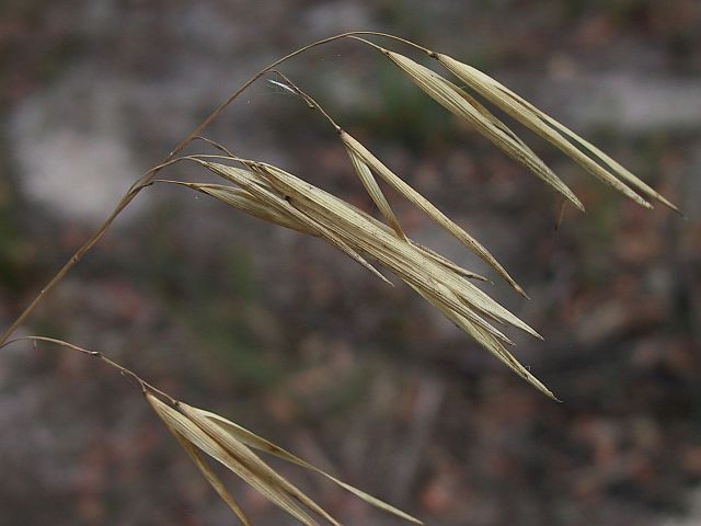 Image courtesy of Plant Database JDonne Anisopogon avenaceus