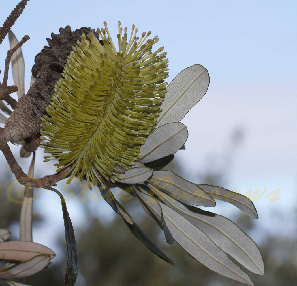 Image Courtesy of Steve Burrows Banksia integrifolia