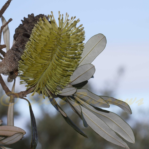 Image Courtesy of Steve Burrows Banksia integrifolia