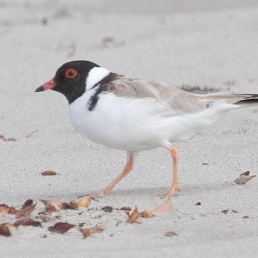 Image of Hooded Plover on beach courtesy of Dave Gallan