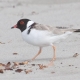 Image of Hooded Plover on beach courtesy of Dave Gallan