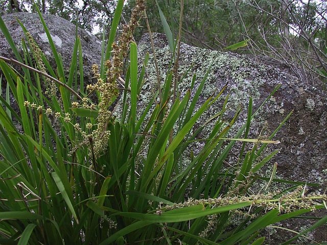 Image courtesy of Plant Database Lomandra longifolia