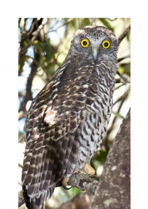 Image of Powerful Owl courtesy of Dave Gallan