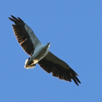 Sea eagle In flight