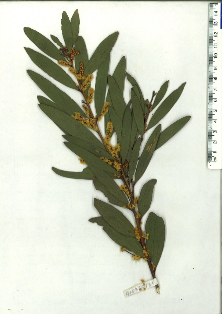 Scanned herbarium image of Acacia longifolia subsp sophorae