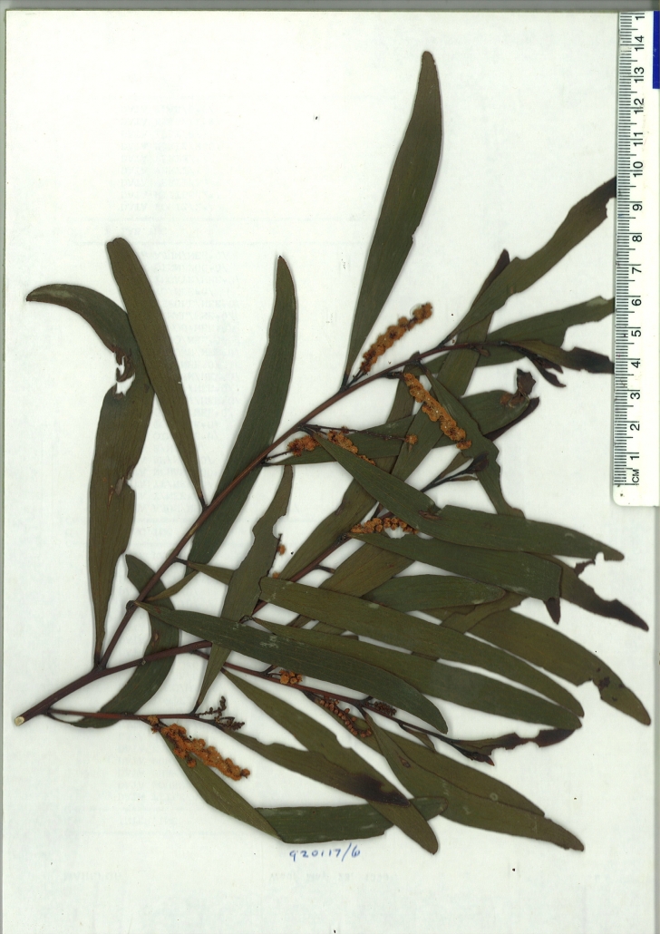 Scanned herbarium image of Acacia obtusifolia