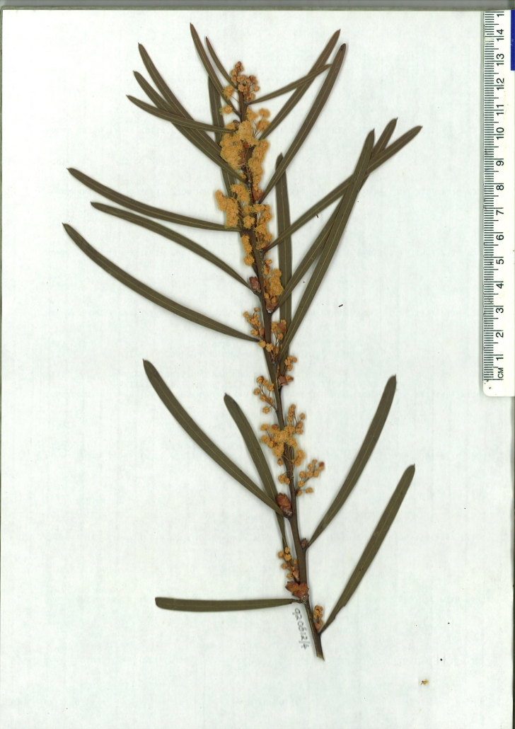Scanned herbarium image of Acacia suaveolens