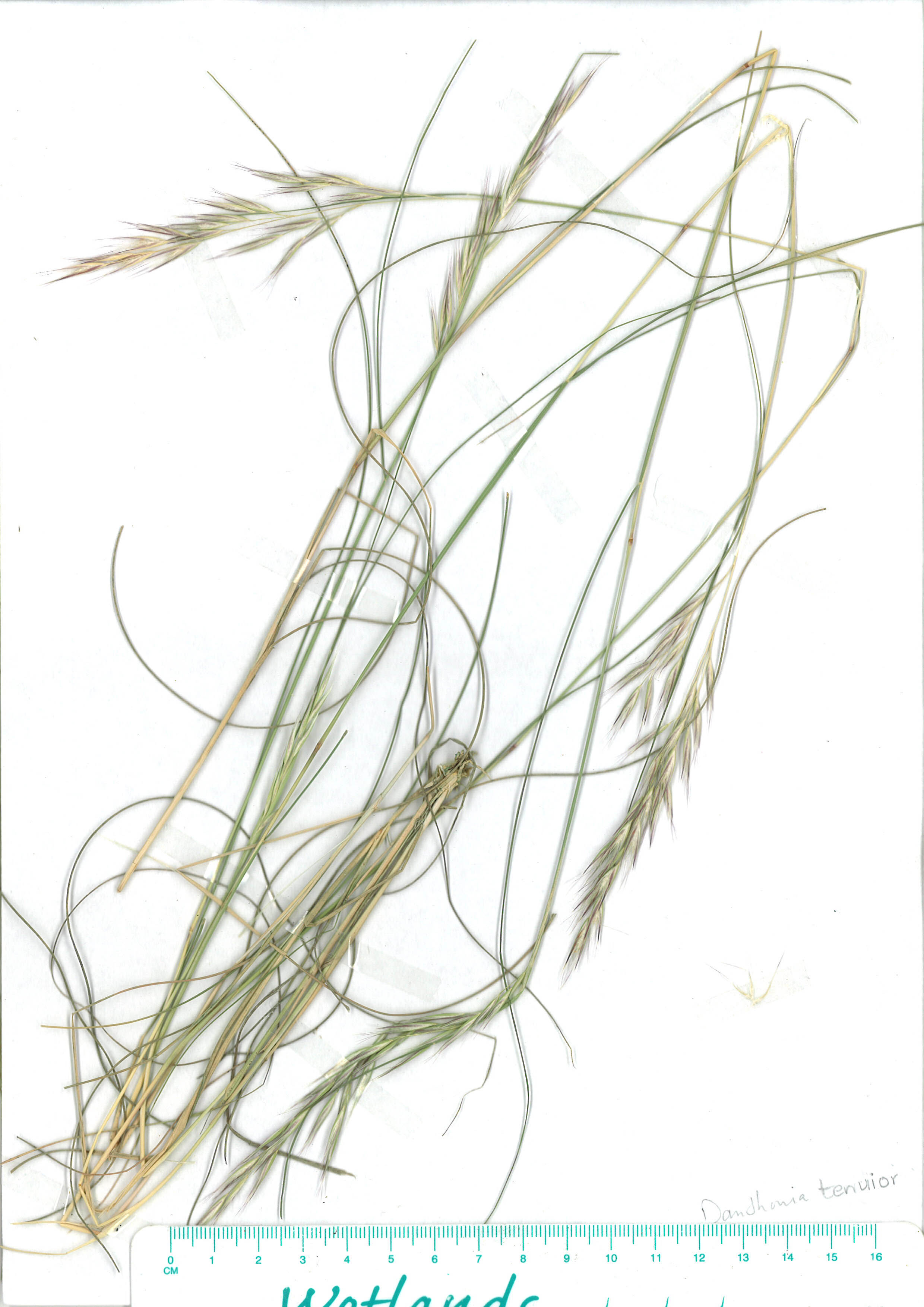 Scanned image of herbarium image of Austrodanthonia tenuior