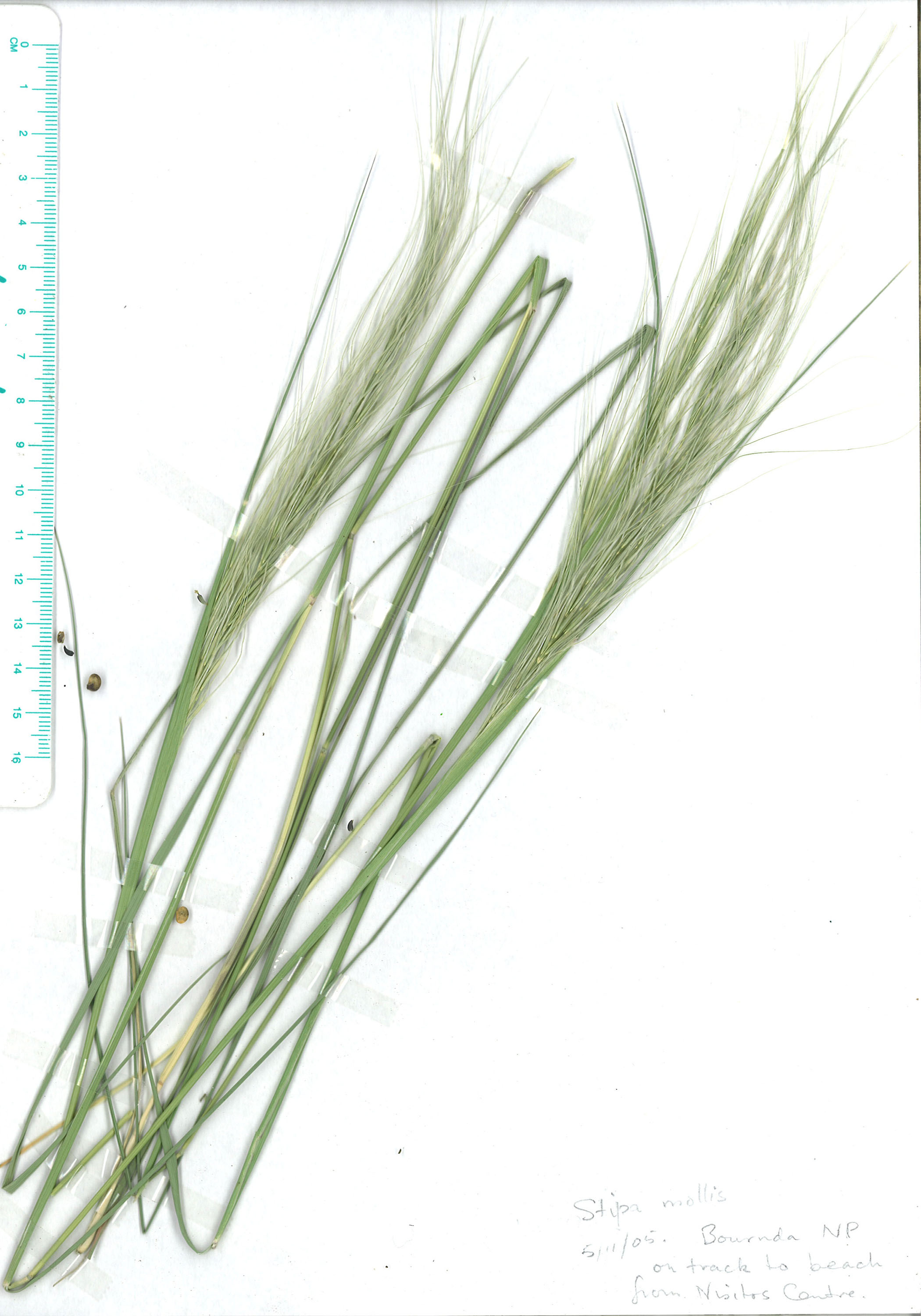 Scanned image of herbarium image of Austrostipa mollis