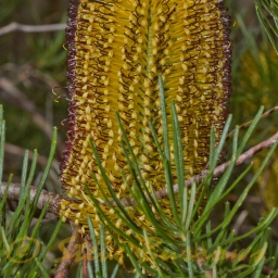 Image courtesy of Steve Burrows Banksia spinulosa