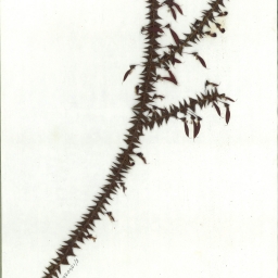 Scanned image of herbarium image of Bossiaea cinerea