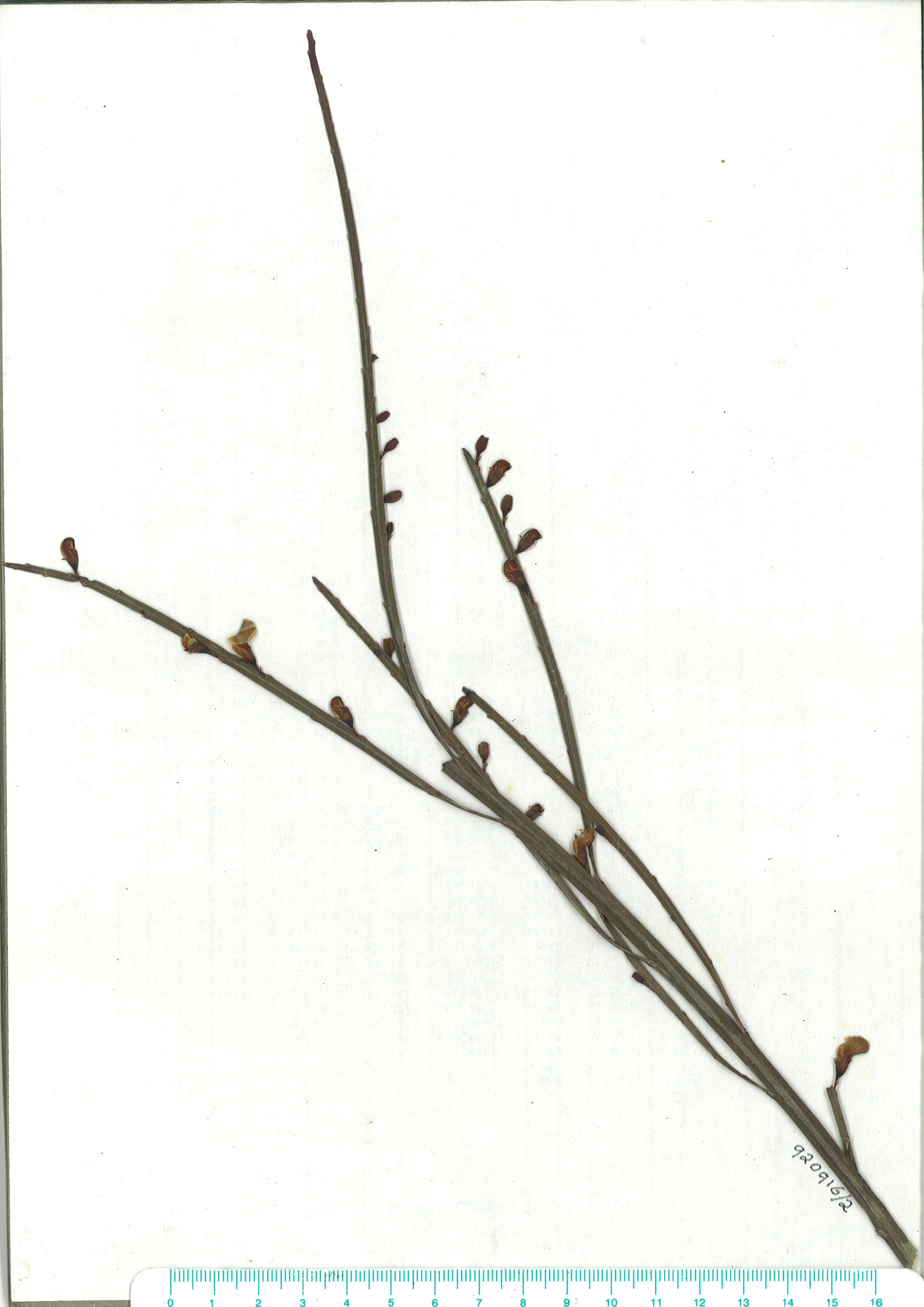 Scanned image of herbarium image of Bossiaea ensata