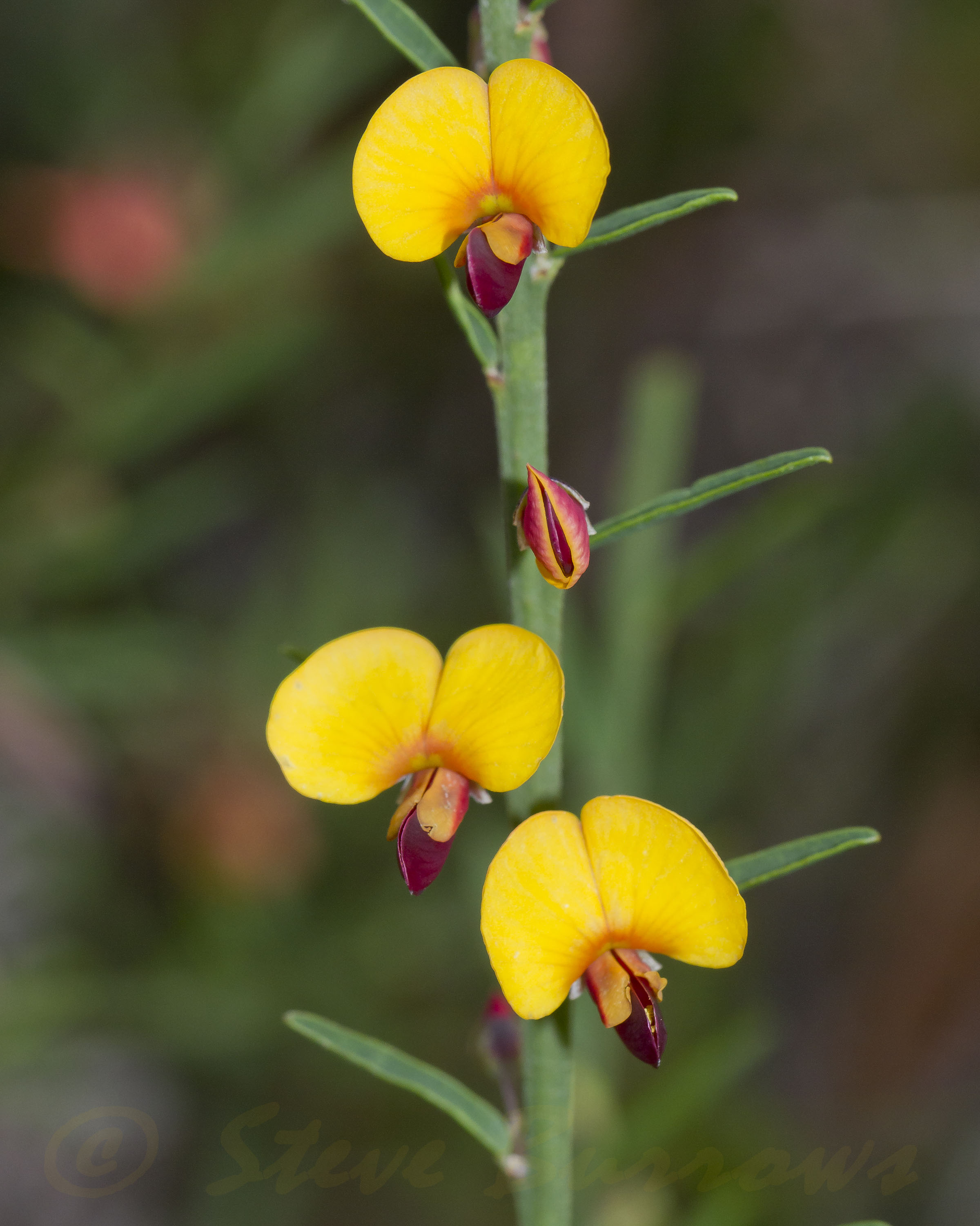 Image courtesy of Steve Burrows - Bossiaea heterophylla