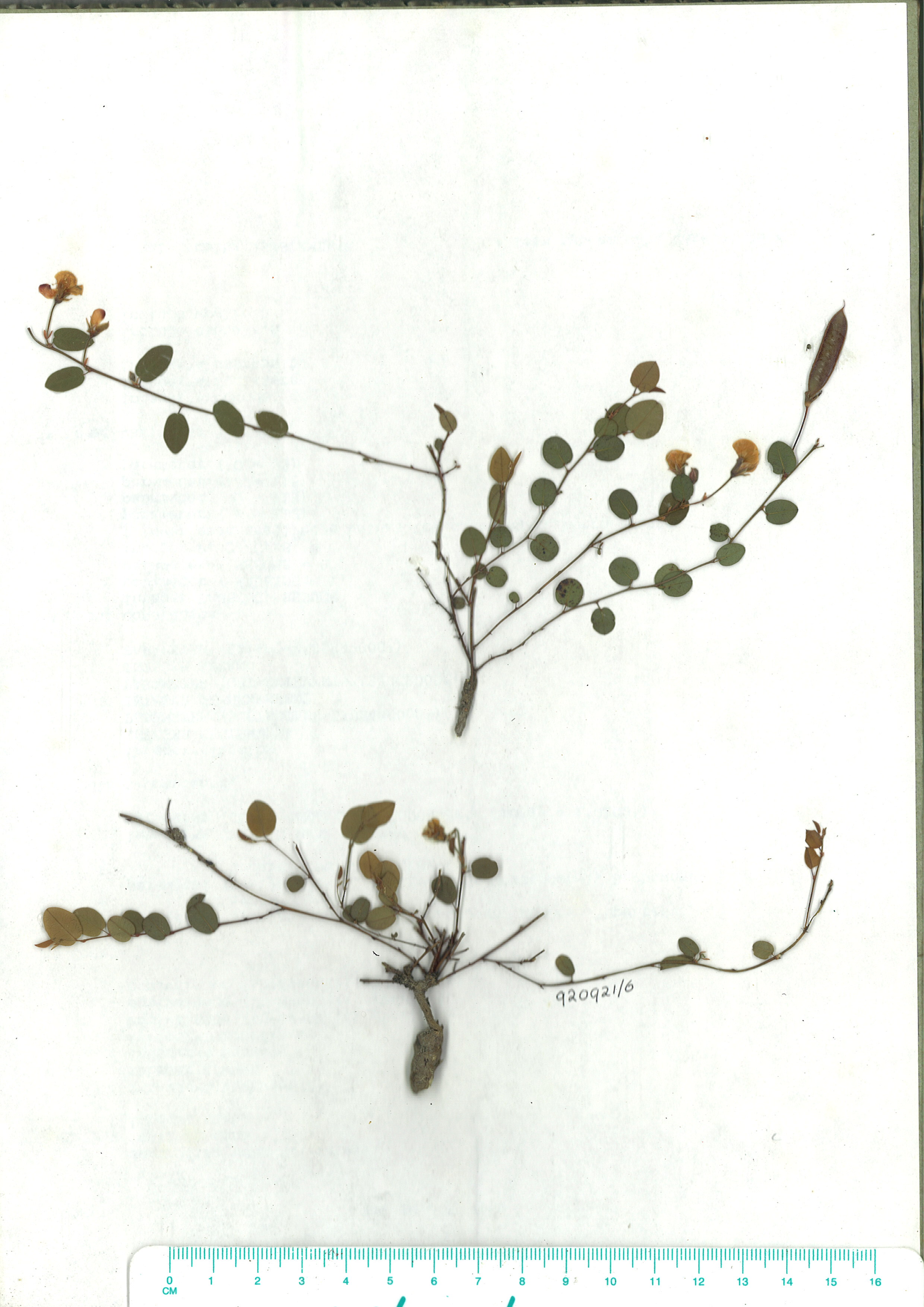 Scanned image of herbarium image of Bossiaea prostrata