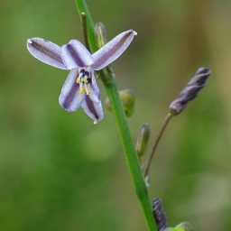 Image courtesy of Plant Database Caesia_parviflora_var_vittata_02_pale_grass-lily