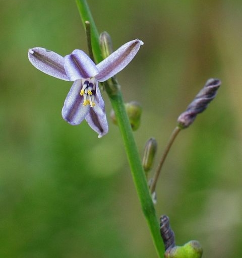 Image courtesy of Plant Database Caesia_parviflora_var_vittata_02_pale_grass-lily