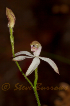 Image courtesy of Steve Burrows Caladenia gracilis