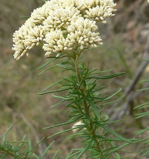 Image courtesy of Plant Database Cassinia aculeata