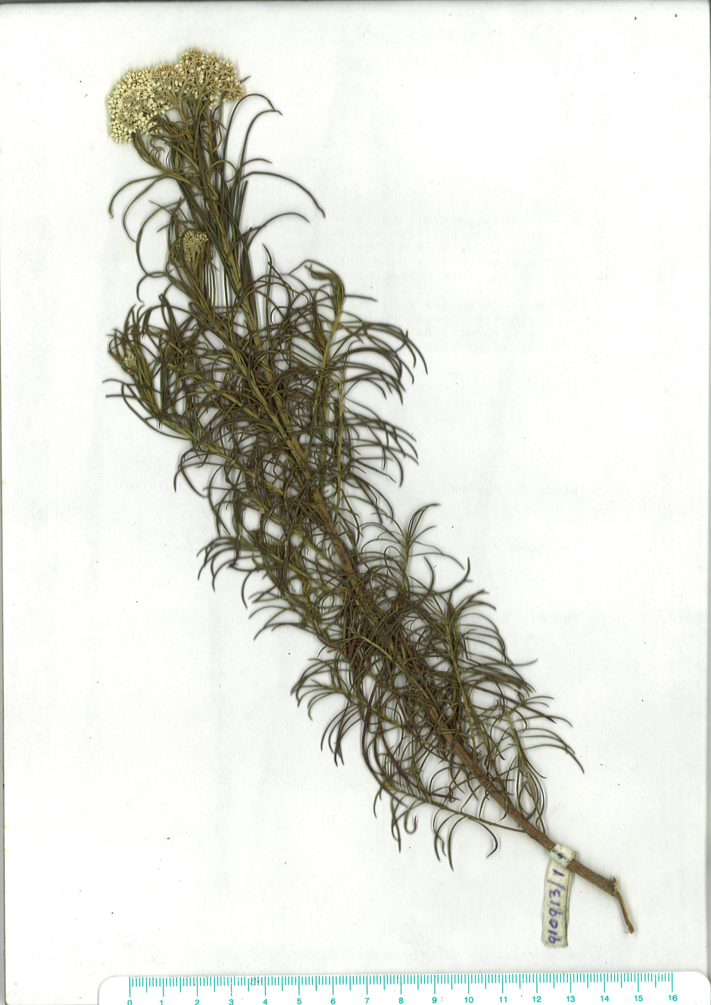 Scanned herbarium image of Cassinia aculeata