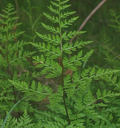 Image courtesy of Plant Database cheilanthes austrotenuifolia