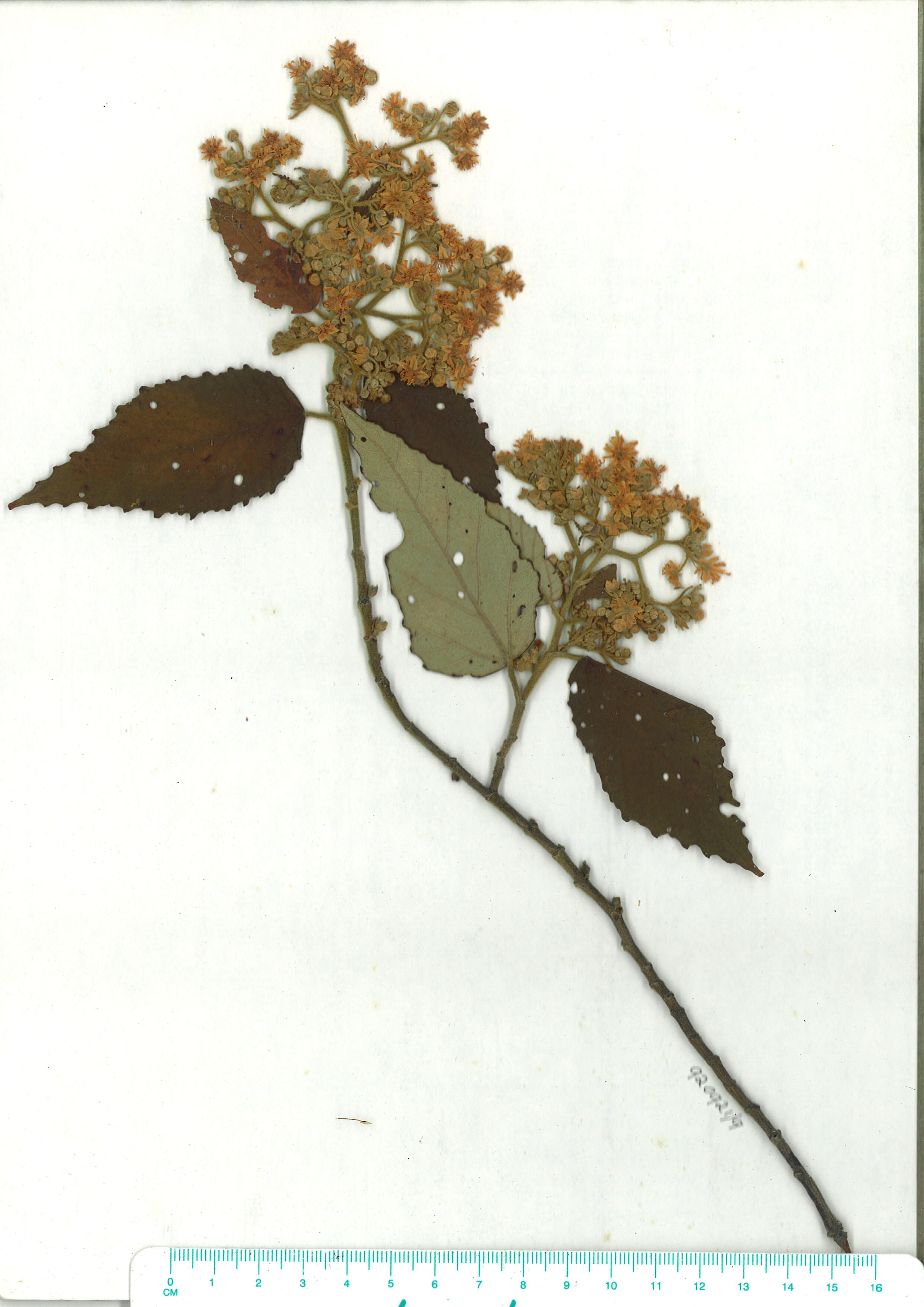 Scanned herbarium image of Commersonia fraseri