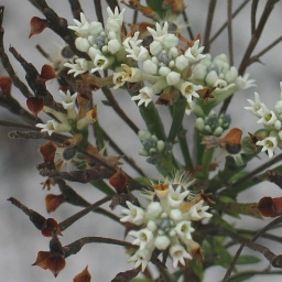 Image courtesy of Plant Database Conospermum taxifolium