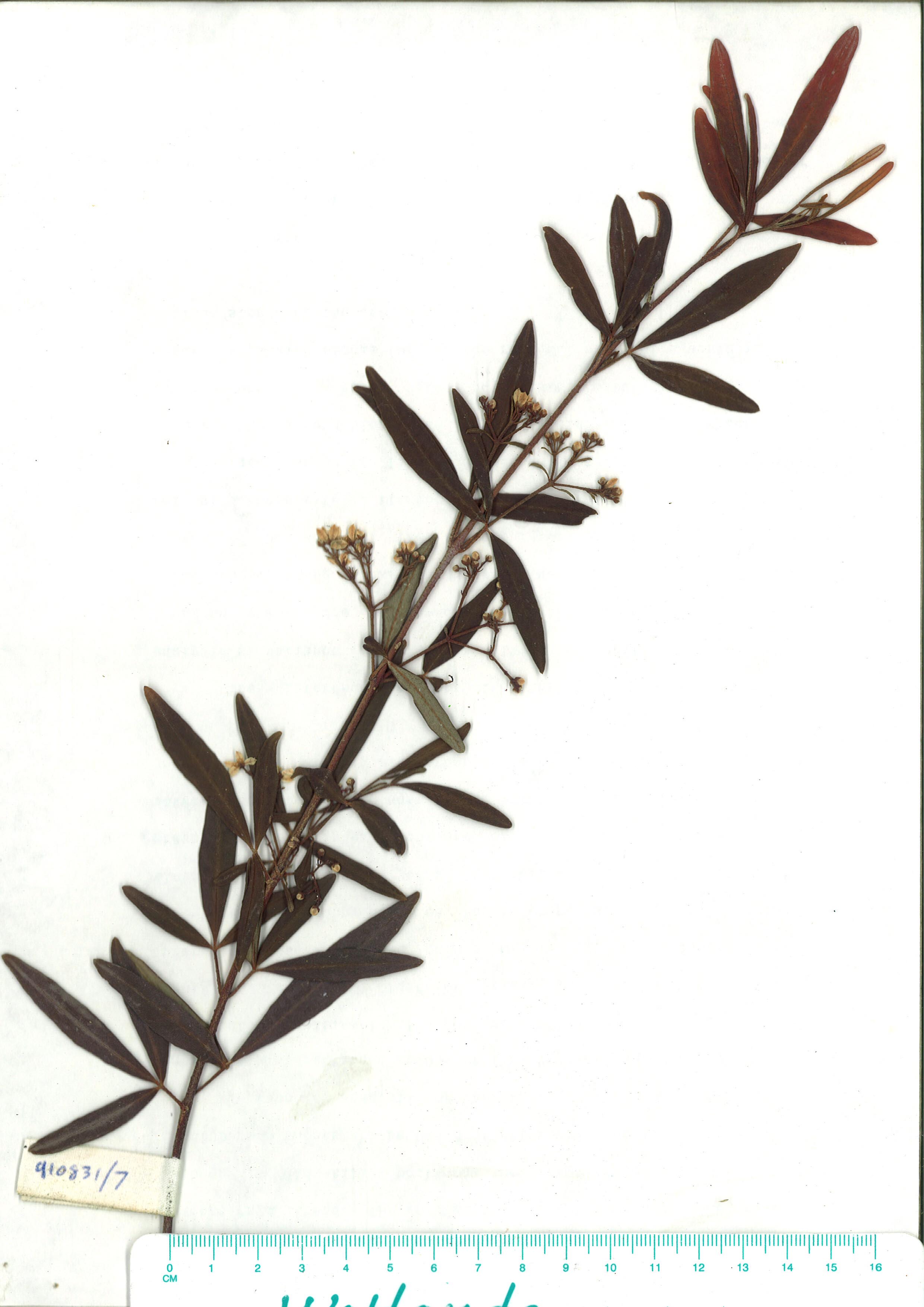 Scanned herbarium image of Zieria smithii