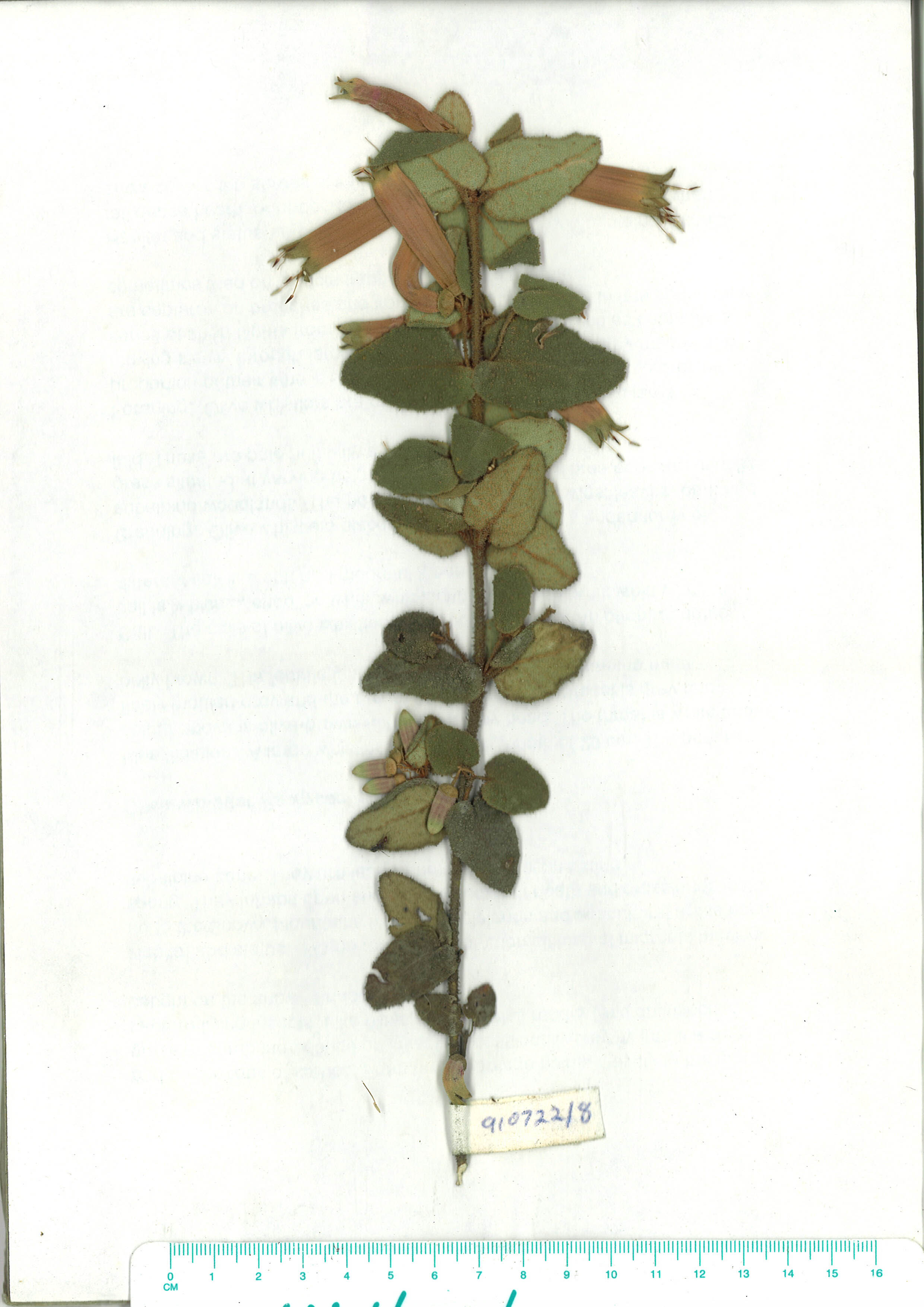 Scanned herbarium image of Correa reflexa