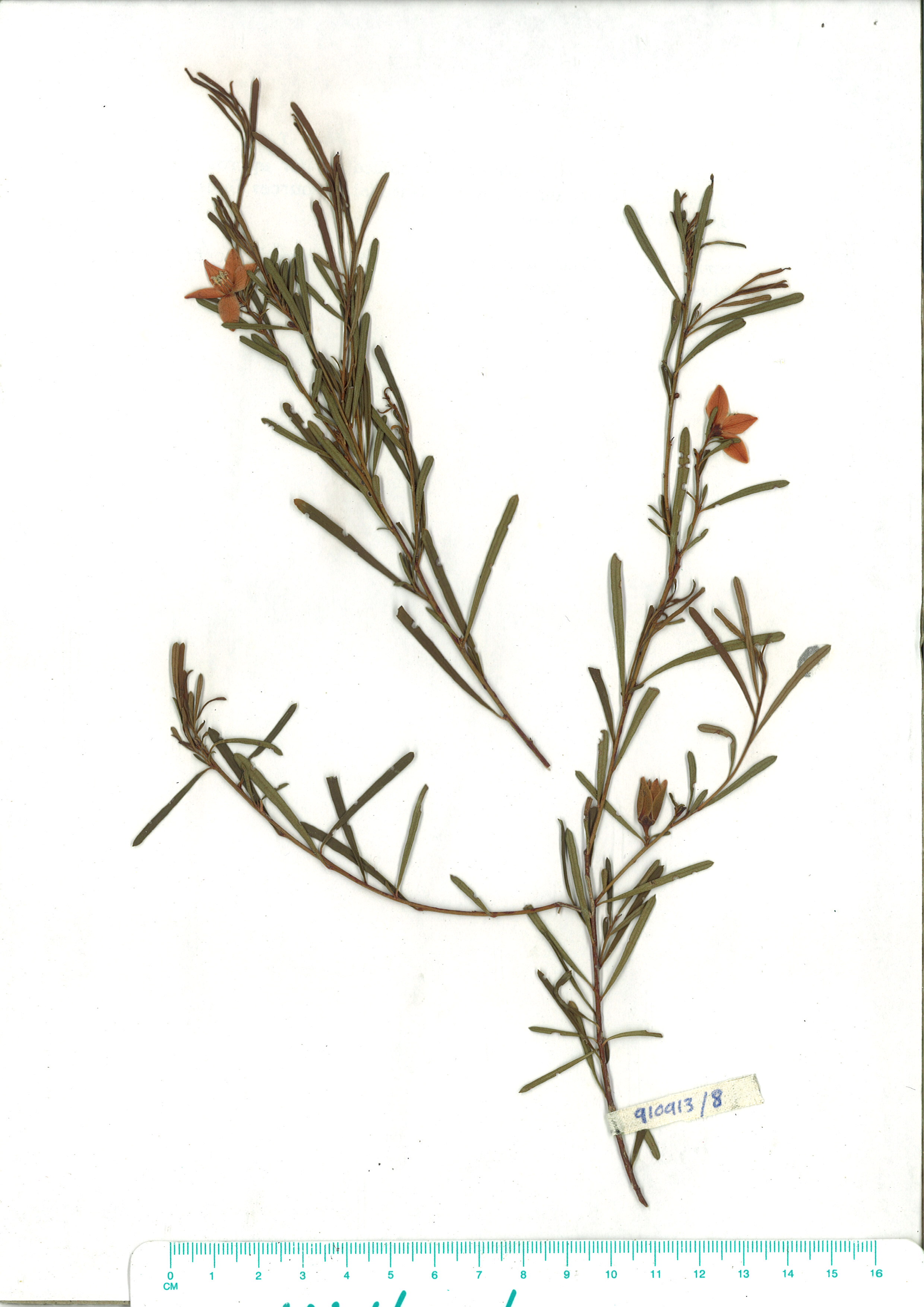 Scanned herbarium image of Crowea exalata
