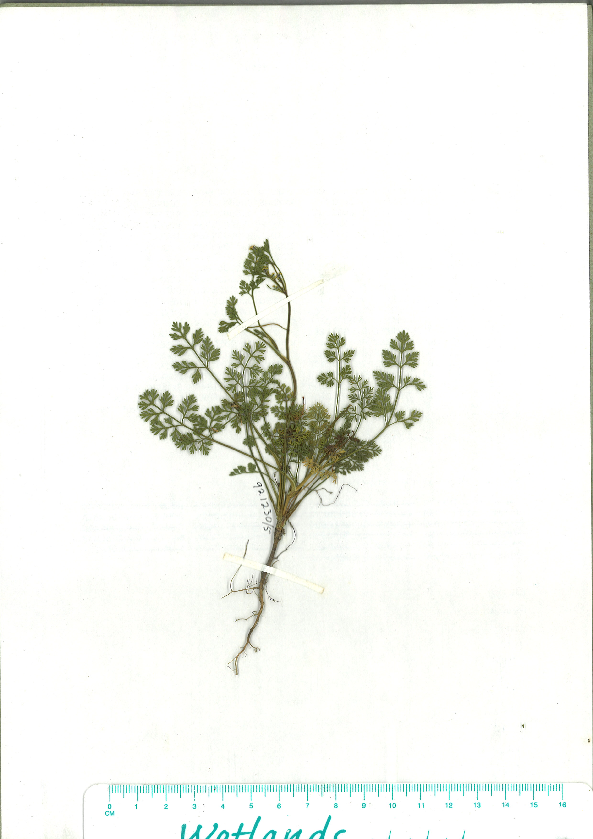 Scanned herbarium image of Daucus glochidiatus