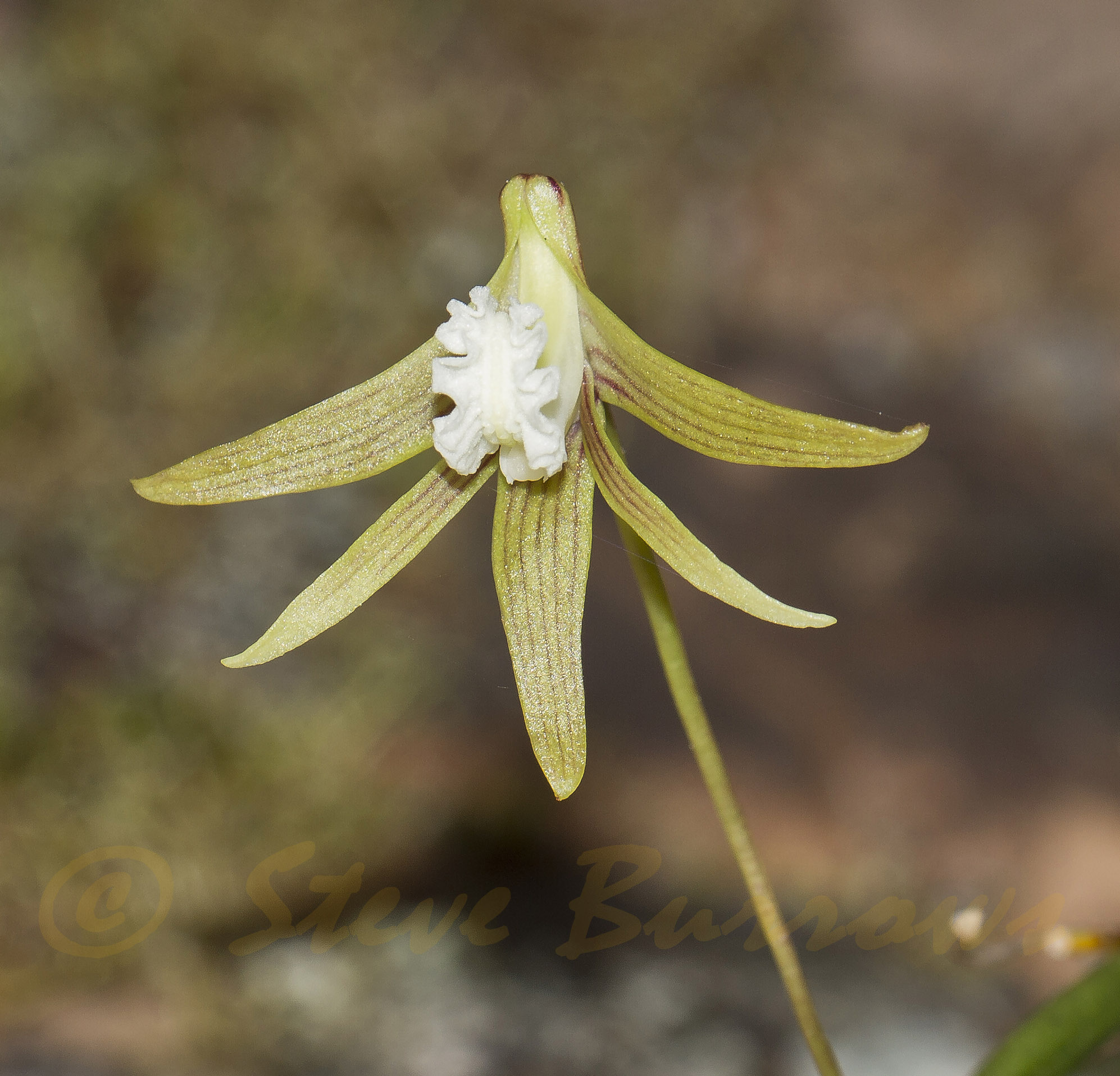 Image courtesy of Steve Burrows Dendrobium striolatum