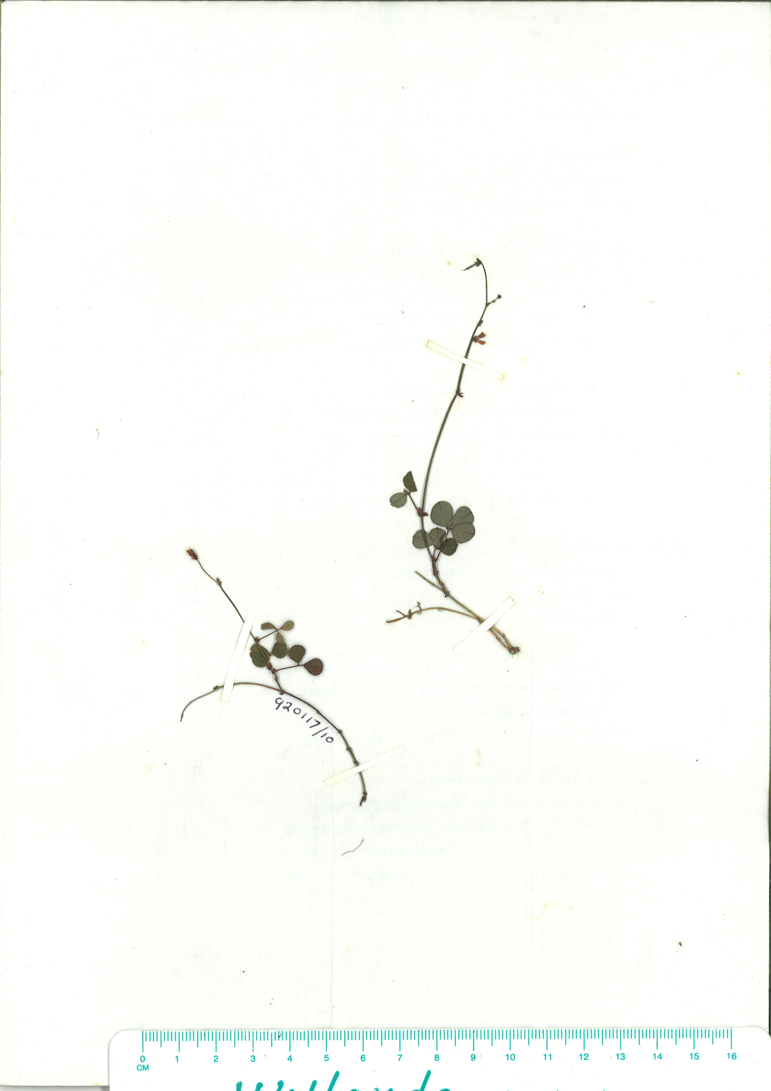 Scanned herbarium image of Desmodium gunnii