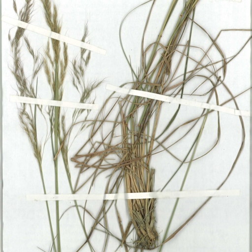 Scanned herbarium image of Dichelachne rara
