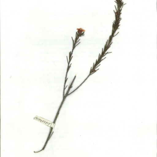 Scanned herbarium image Dillwynia sericea