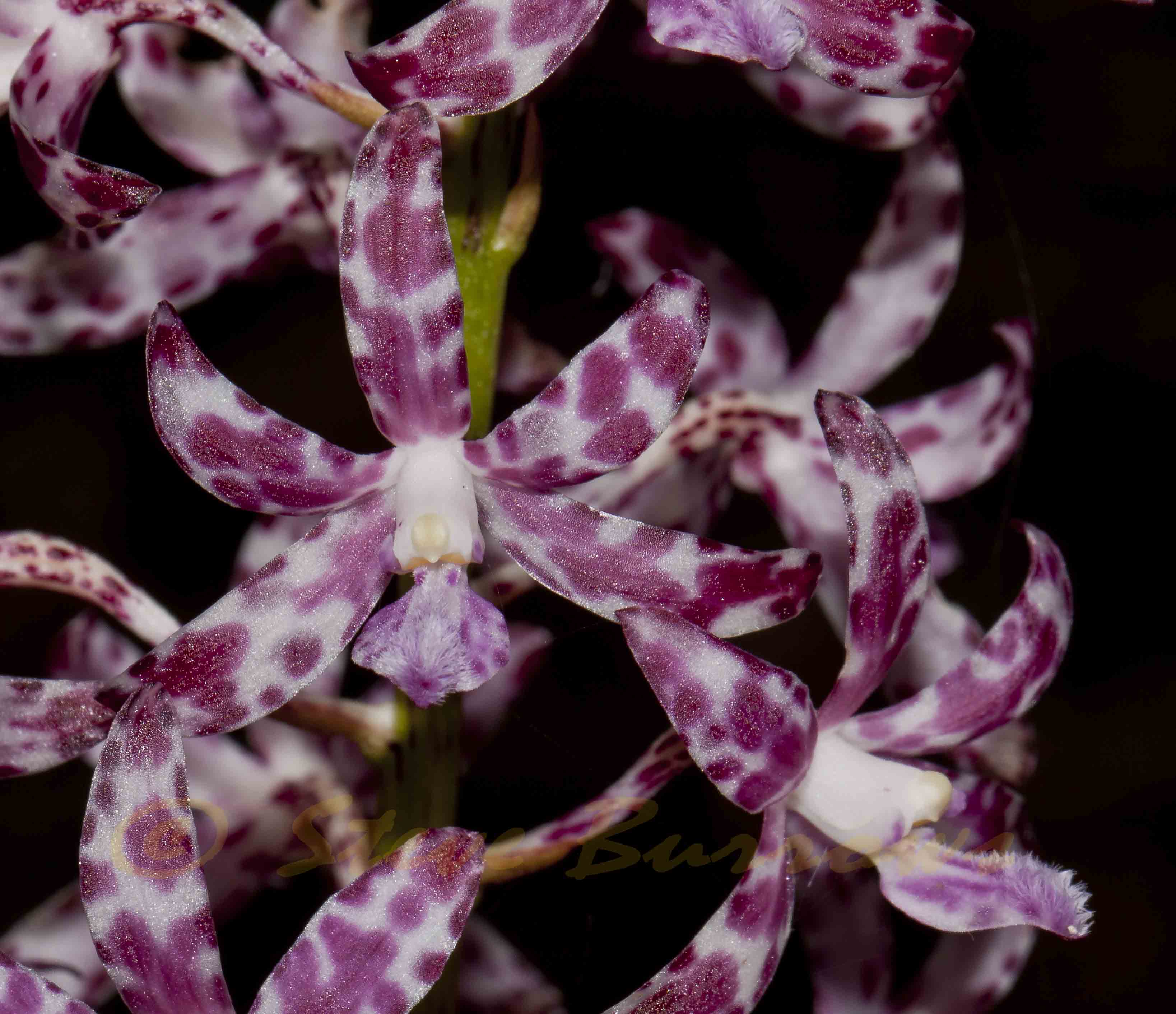 Image courtesy of Steve Burrows Dipodium variegatum