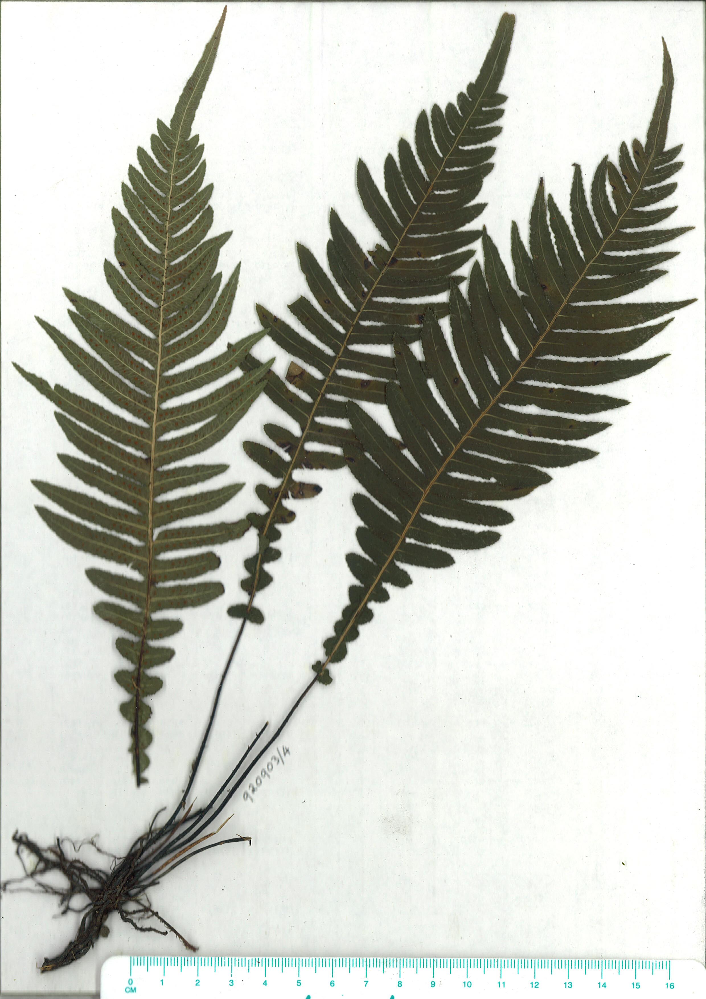 Scanned herbarium image Doodia aspera