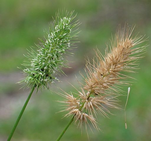Image courtesy Plant Database Echinopogon_ovatus_forest_hedgehog_grass