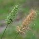 Image courtesy Plant Database Echinopogon_ovatus_forest_hedgehog_grass