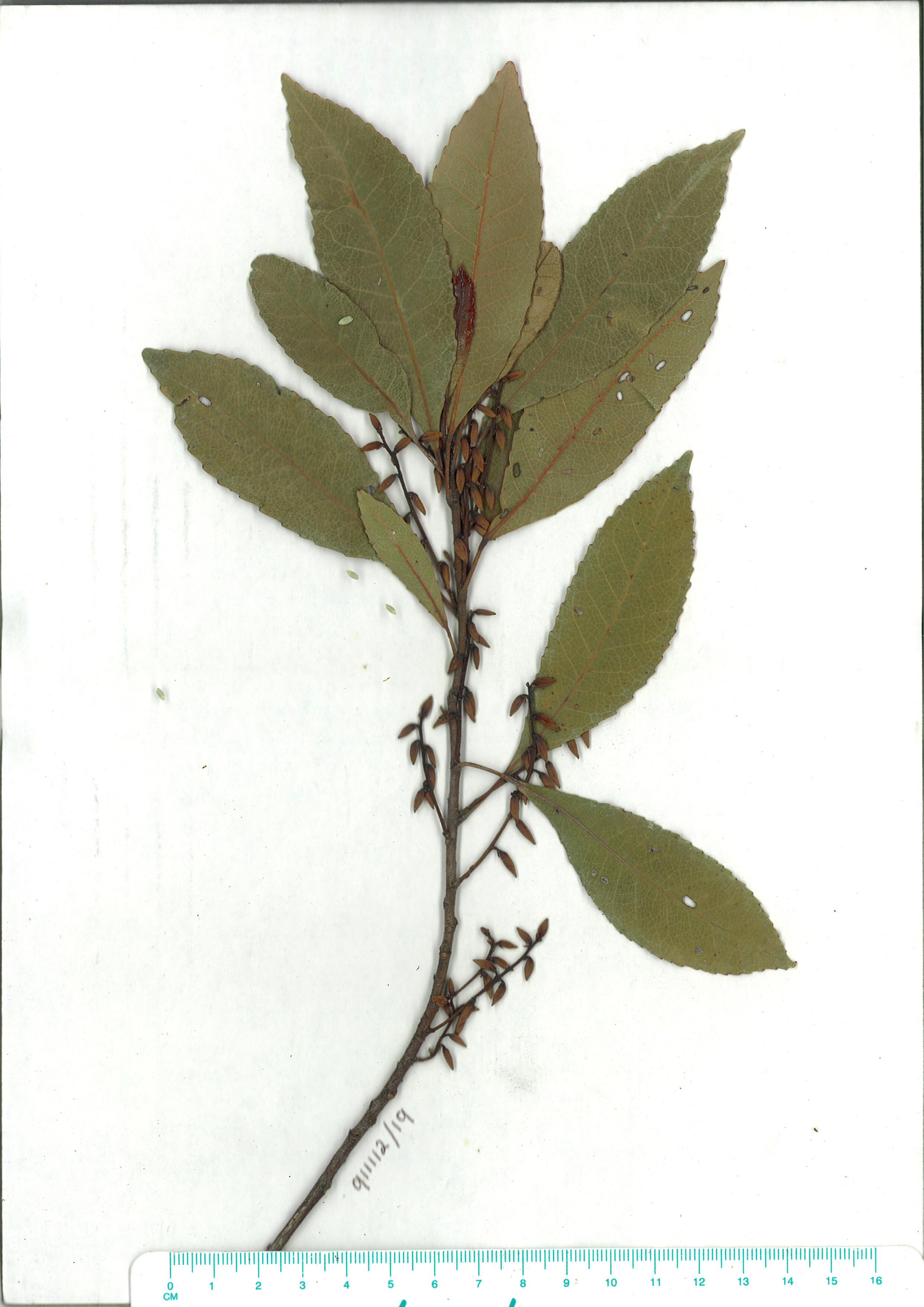 Scanned herbarium image Elaeocarpus reticulatus