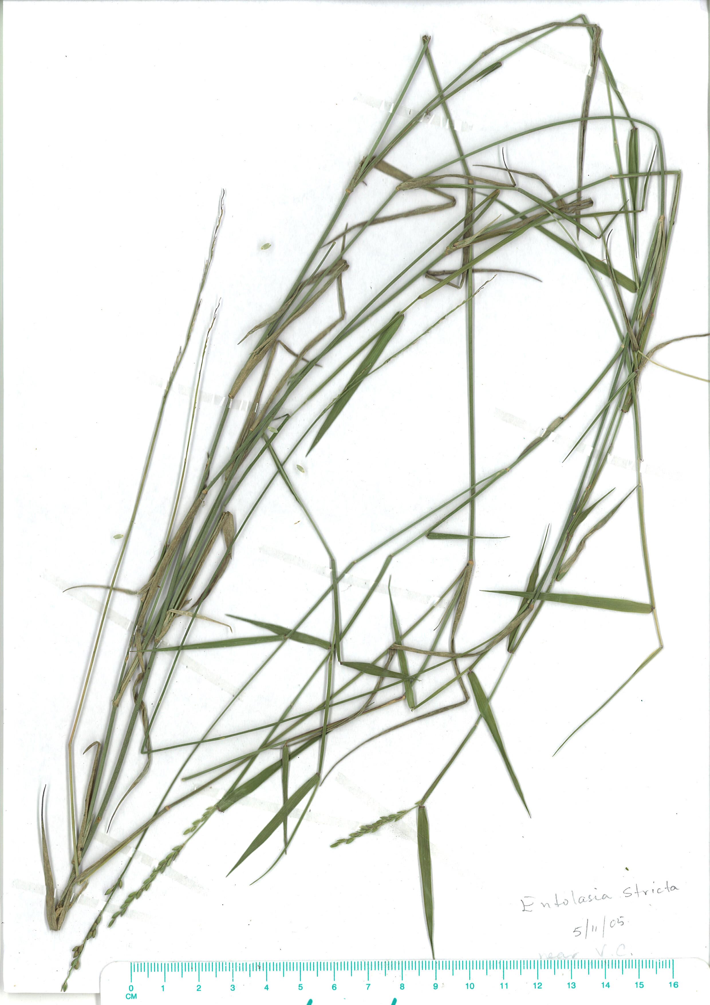 Scanned herbarium image Entolasia stricta
