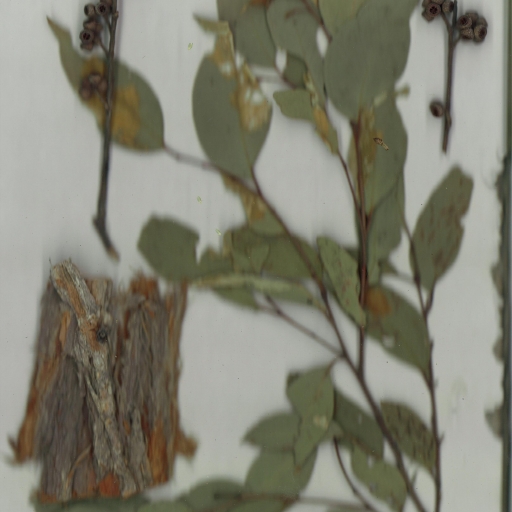 Scanned herbarium image Eucalyptus globoidea