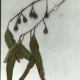Scanned herbaruim image Eucalyptus longifolia