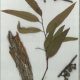Scanned herbarium image Eucalyptus muelleriana