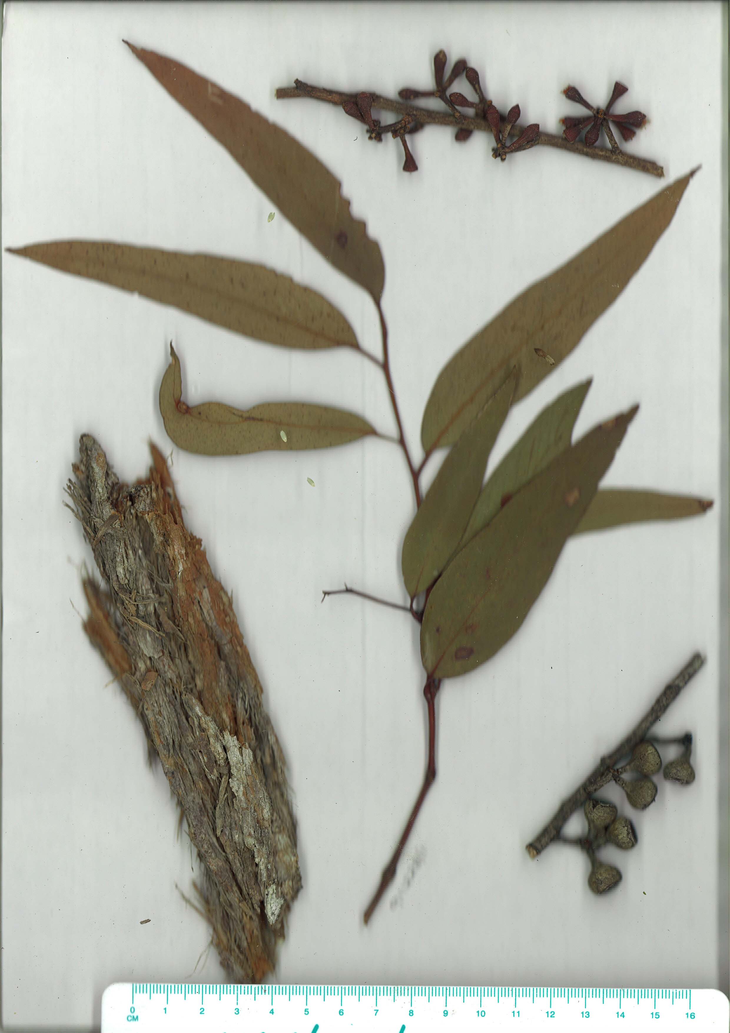 Scanned herbarium image Eucalyptus muelleriana
